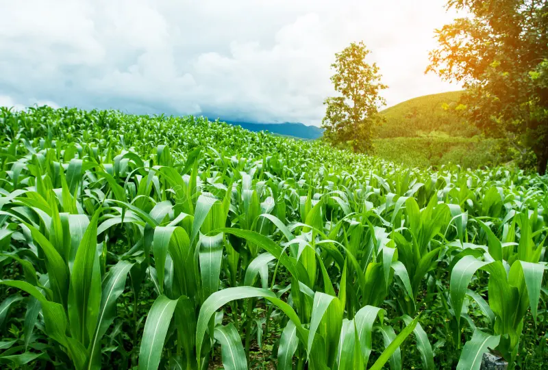 Agricultural Excellence