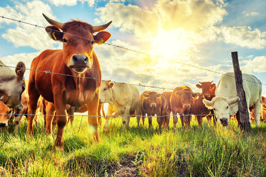Quality Livestock Solutions