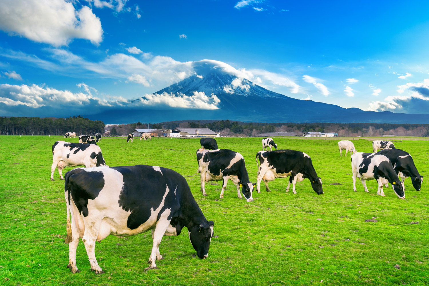 Quality Livestock Solutions